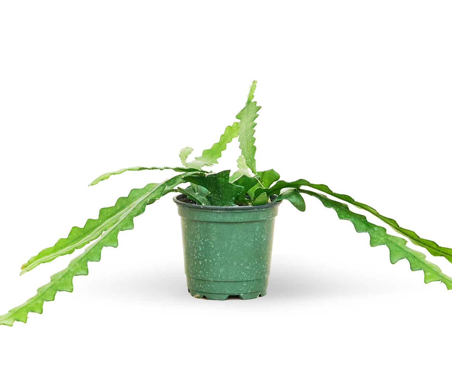 Fishbone Cactus, Small