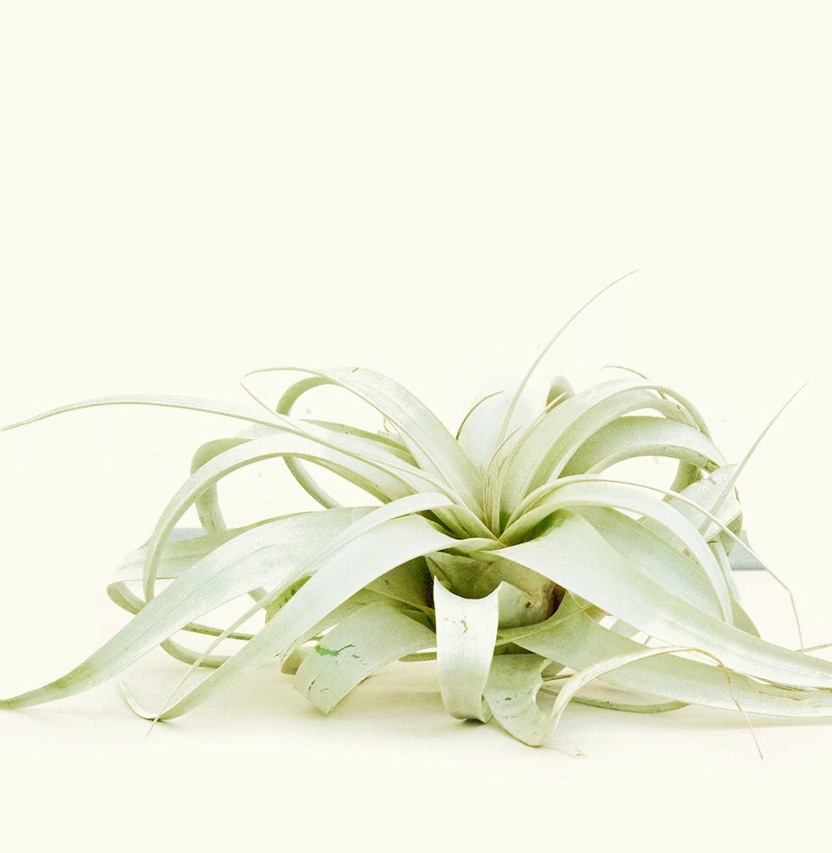 King of Air Plants, Extra Large